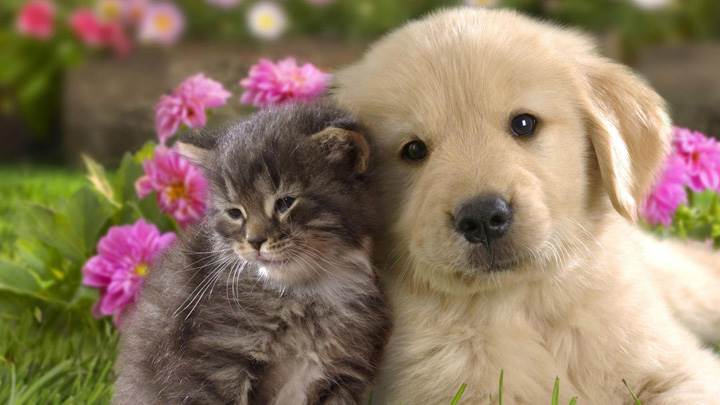 Cat Doing Love With A Labrador Puppy